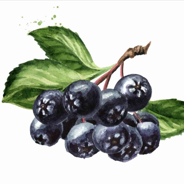 Apfel-Aronia – Intensive Fruchtsaftmischung 700 ml – Bild 5